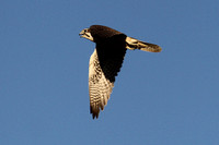 Prairie Falcon - Aubrey Cliffs, Arizona