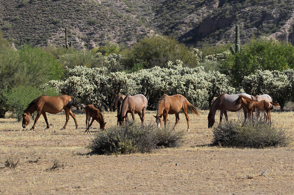 Wild Mustangs, Arizona