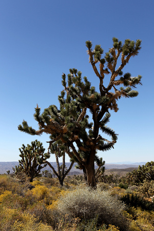 Joshua Tree National Forest, Arizona