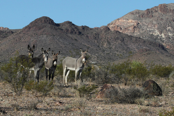 Wild Burros, Arizona