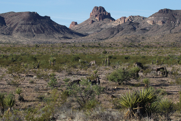 Wild Burros, Arizona