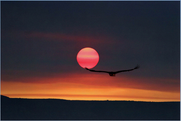 Golden Eagle - Sunset Ride