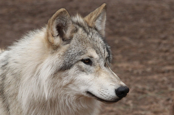 Timber Wolves/Tundra Wolves