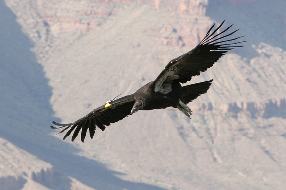 California Condor - Grand Canyon, Arizona