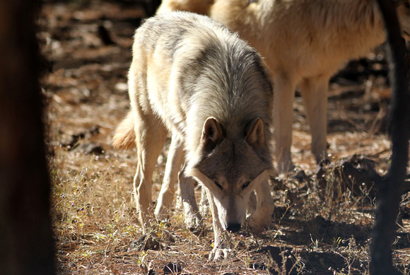 Timber Wolves/Tundra Wolves