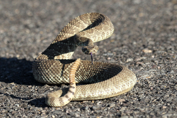 Mojave Green Rattlesnake- Arizona