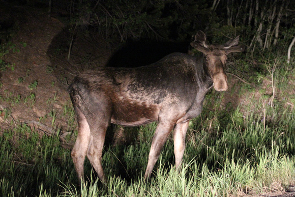 "Midnight Moose" Grand Tetons - Teton Pass Wyoming/Idaho