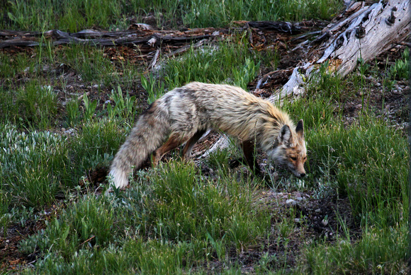 Fox, Yellowstone, Wyoming