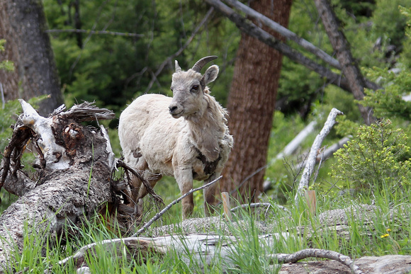 Mountain Goat - Yellowstone, Wyoming
