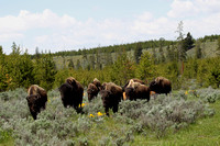 Buffalo - Yellowstone, Wyoming