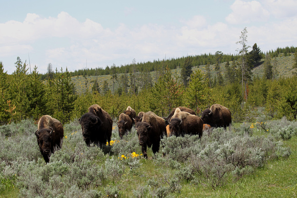 Buffalo - Yellowstone, Wyoming