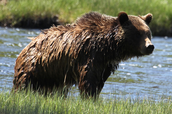 Grizzly Bear - Yellowstone, Wyoming