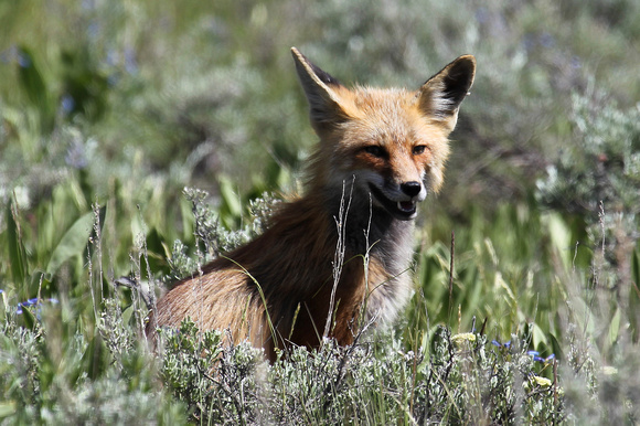 Red Fox - Yellowstone, Wyoming