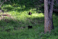 Black Bear Cubs - Yellowstone, Wyoming