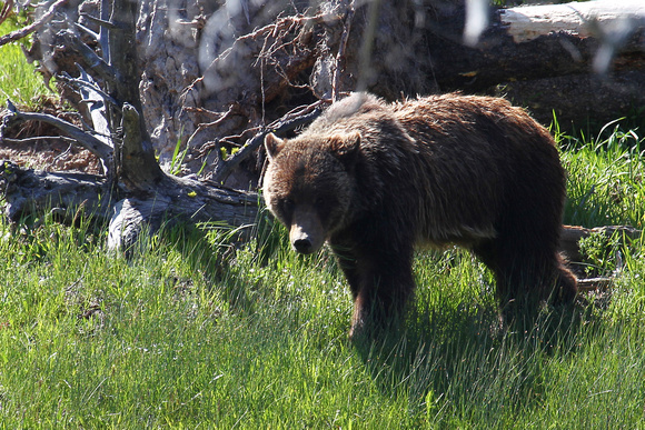 Grizzly Bear - Yellowstone, Wyoming