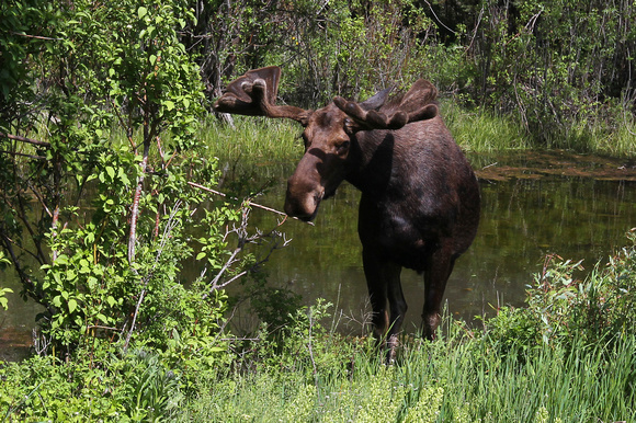 Moose, Jackson Hole, Wyoming
