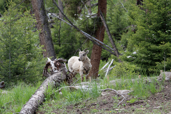 Mountain Goat - Yellowstone, Wyoming