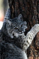Bobcats/Lynx