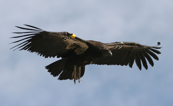 California Condor AZ.