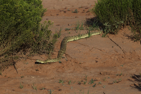 Mohave Green Rattle Snake