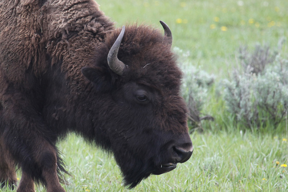 Buffal/ Bison