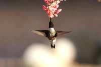 Costa's Hummingbird