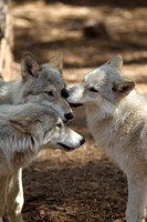 Tmber Wolves/Tundra Wolves