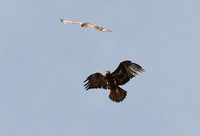 Golden Eagle + Ferruginous Hawk
