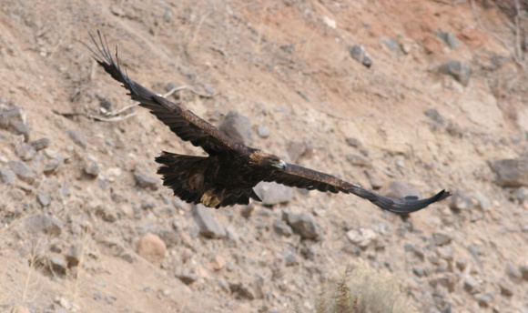 Golden Eagle Colorado
