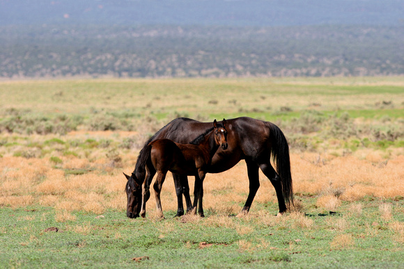 Horses - Aubrey Valley AZ.