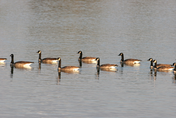Canadian Geese CO.