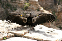 Juvenile California Condor