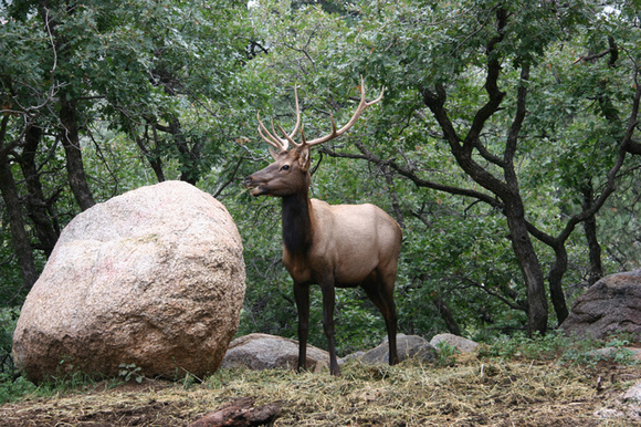 Bull Elk Hualapai Mountain AZ. - Kingman